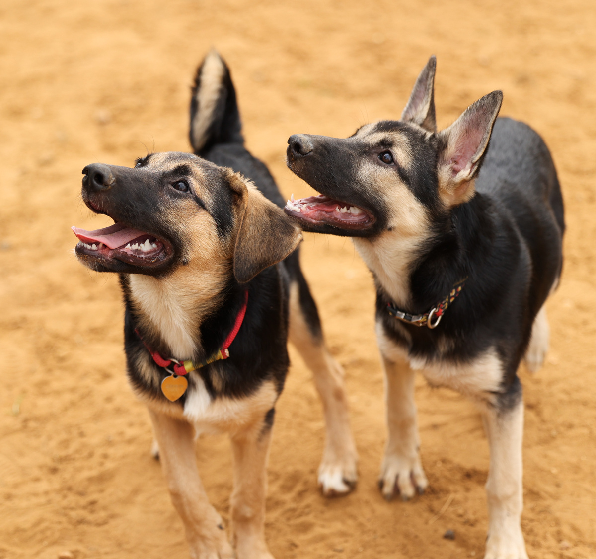 Не-не. Они не волонтеры!