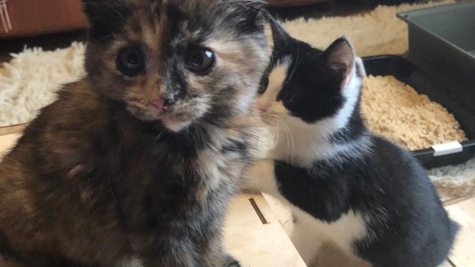 Как случайная встреча может изменить жизнь котят. История одной доброй, но не законченной встречи