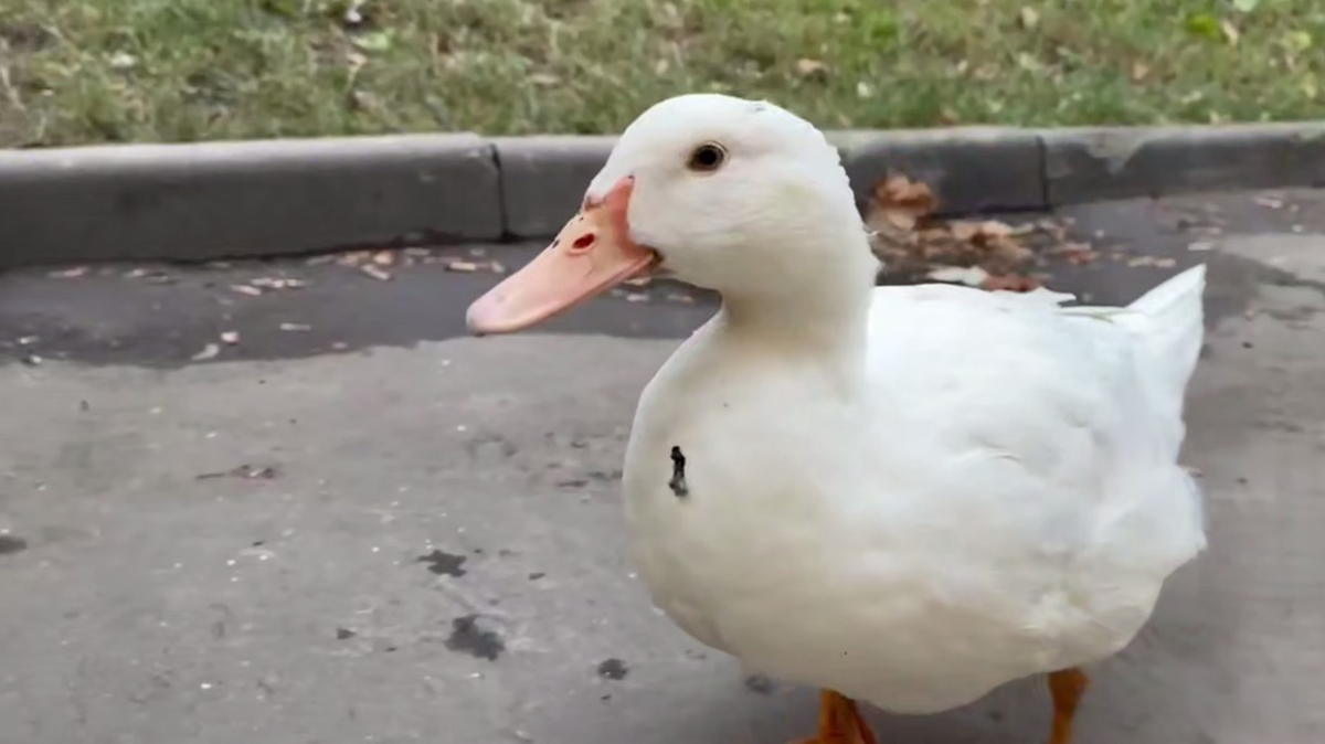    Фото: Скриншот видео / Mash/Telegram