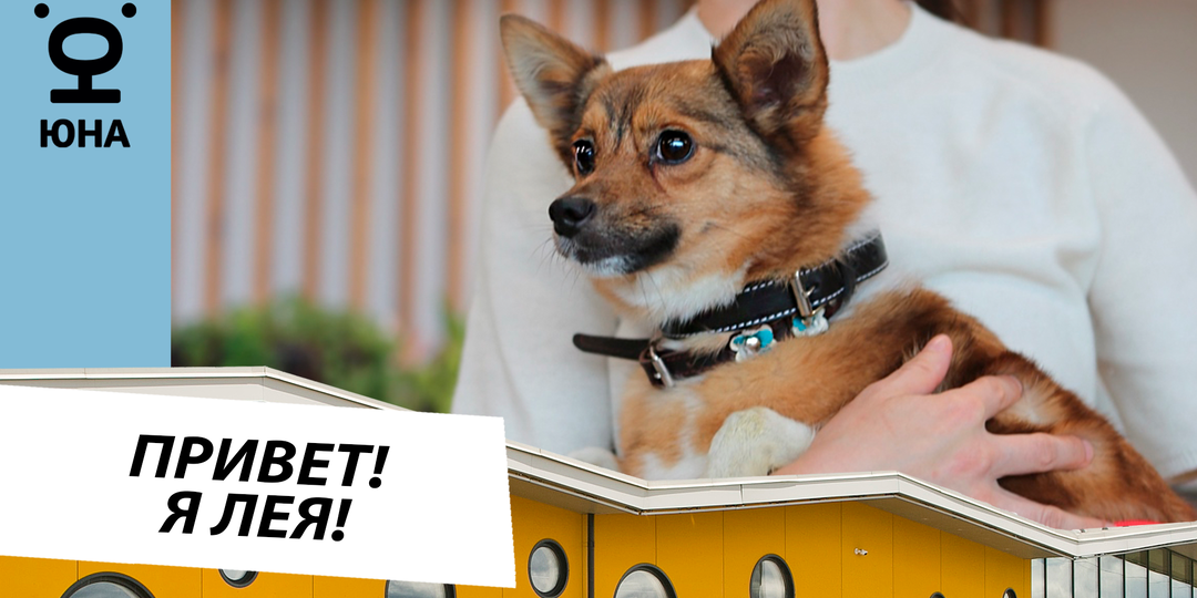 Лея: добрая маленькая собака ищет дом