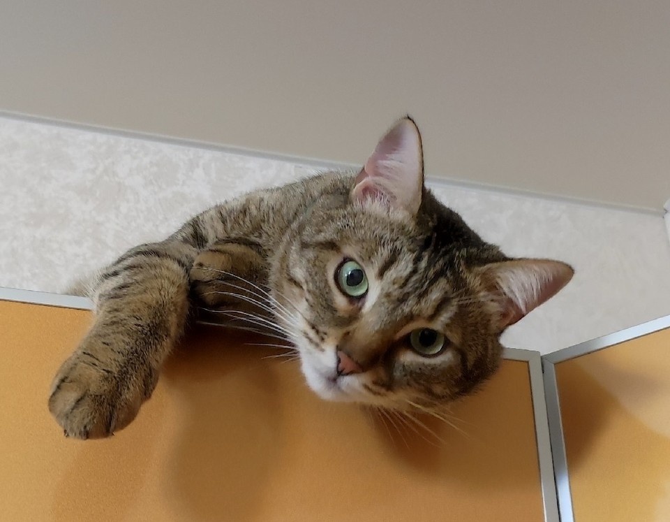    Хозяева вынуждены расстаться с любимцем из-за серьезной аллергии у маленькой дочки / Фото: Елена Сухова