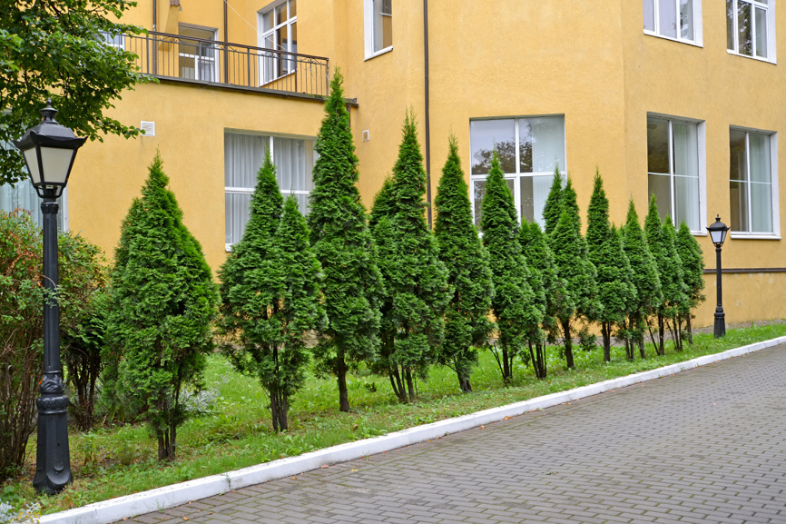 Стройны ряд из туи в качестве забора