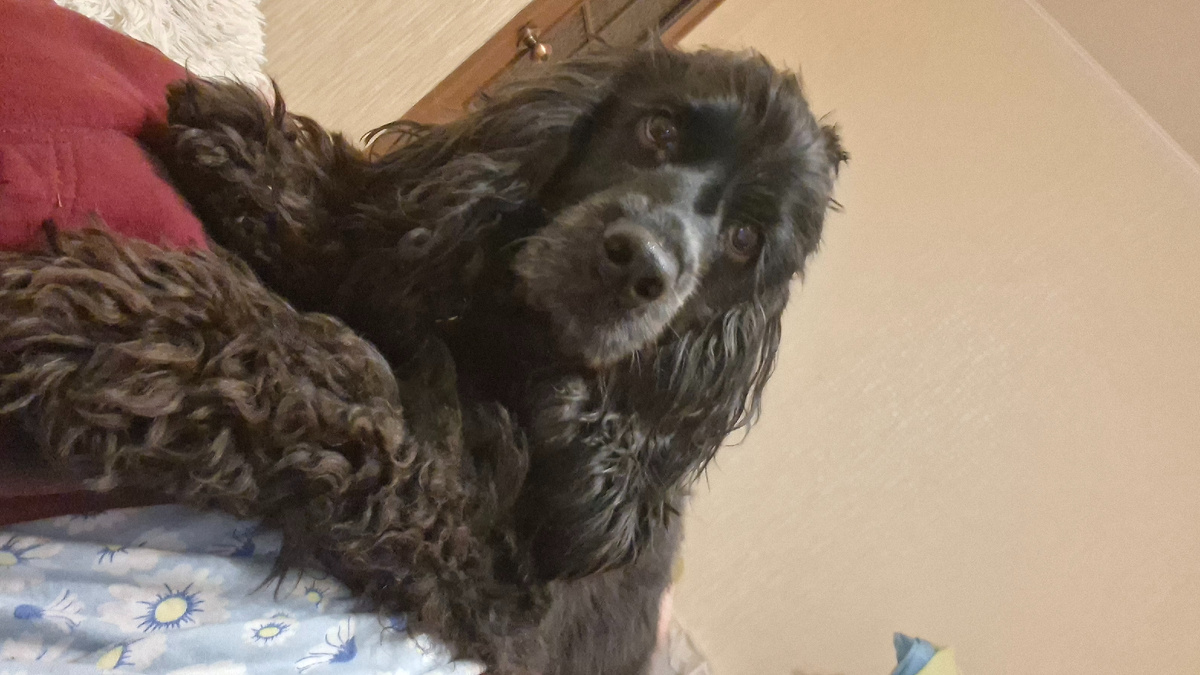 Мой антидепрессант встречает меня вечером с работы