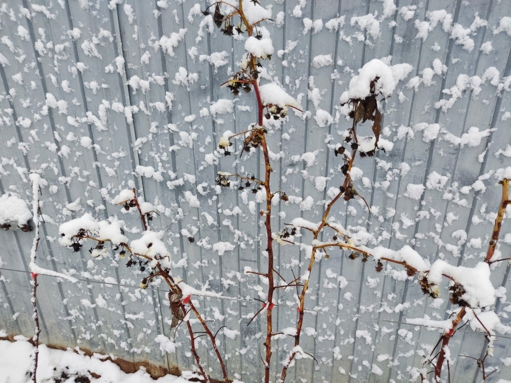 Разве нормальный снег будет так цепляться за гладкую поверхность профлиста?