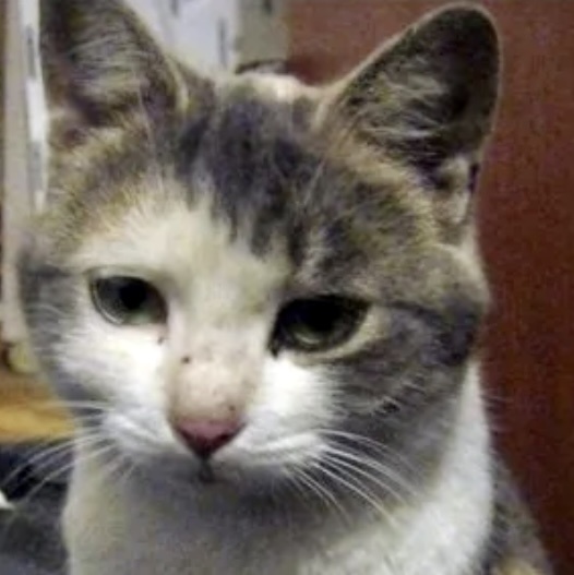 Небо и земля. Как меняются котики, которым дарят дом, заботу и капельку любви