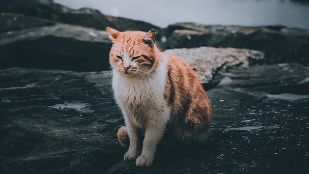    Фото © Pexels.com