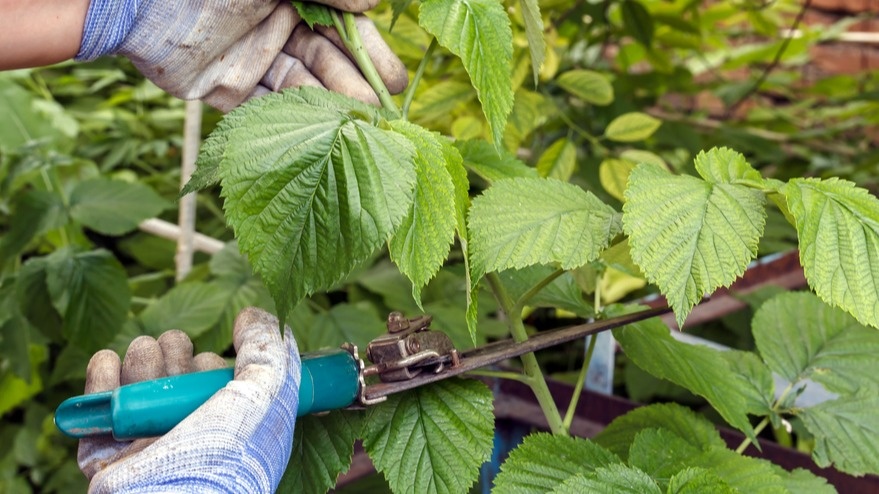 Подстригаю ремонтантную малину лесенкой. Ягоды до ноября
