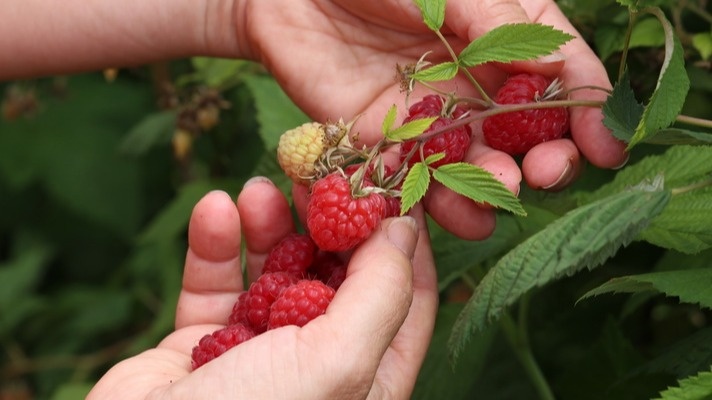 Каждый ярус работает по собственному графику плодоношения.