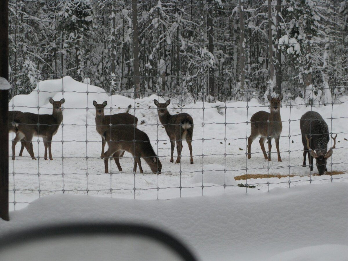 Охота для трусов и слабаков. Фото из интернета
