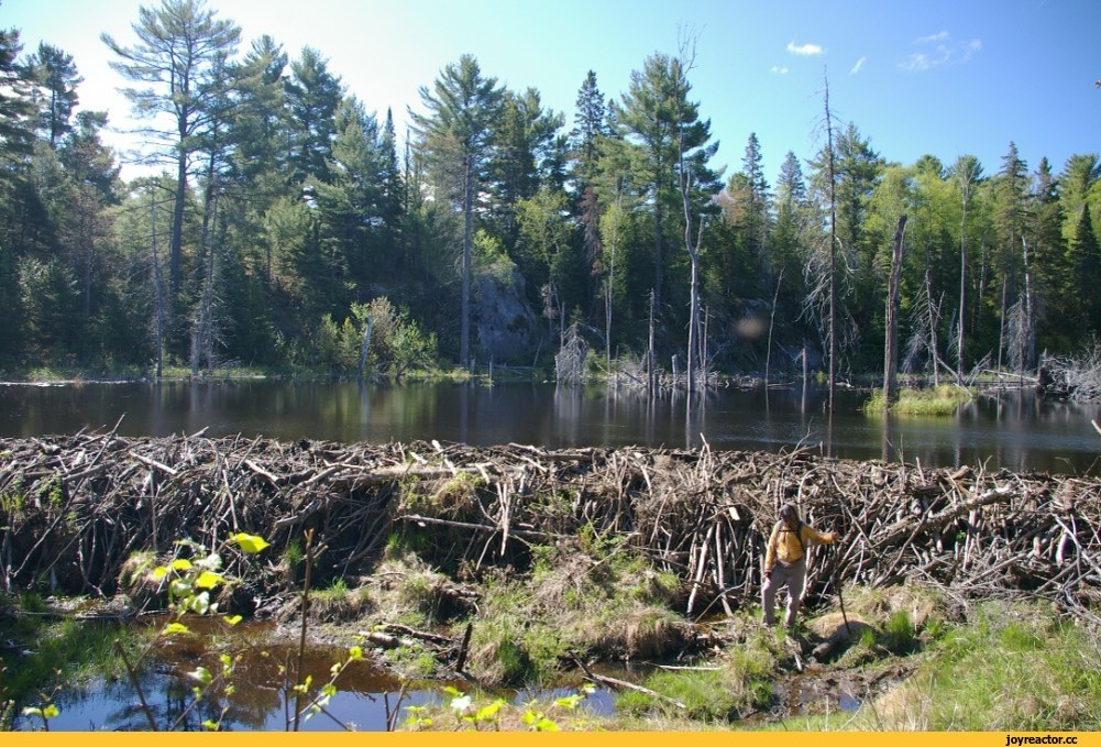 В отличии от европейского бобра, канадские строят просто огромные плотины,благодаря чему гибнул леса. Фото из интернета