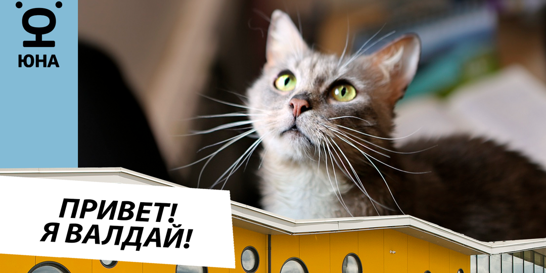 Валдай: ласковый и игривый кот ищет дом