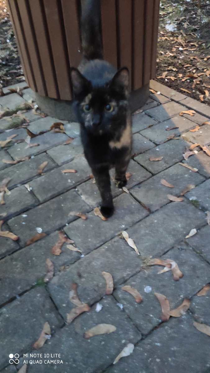 Голодные глаза