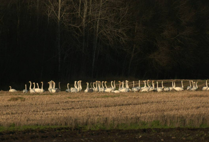 фото: t.me/drozdenko_au_lo