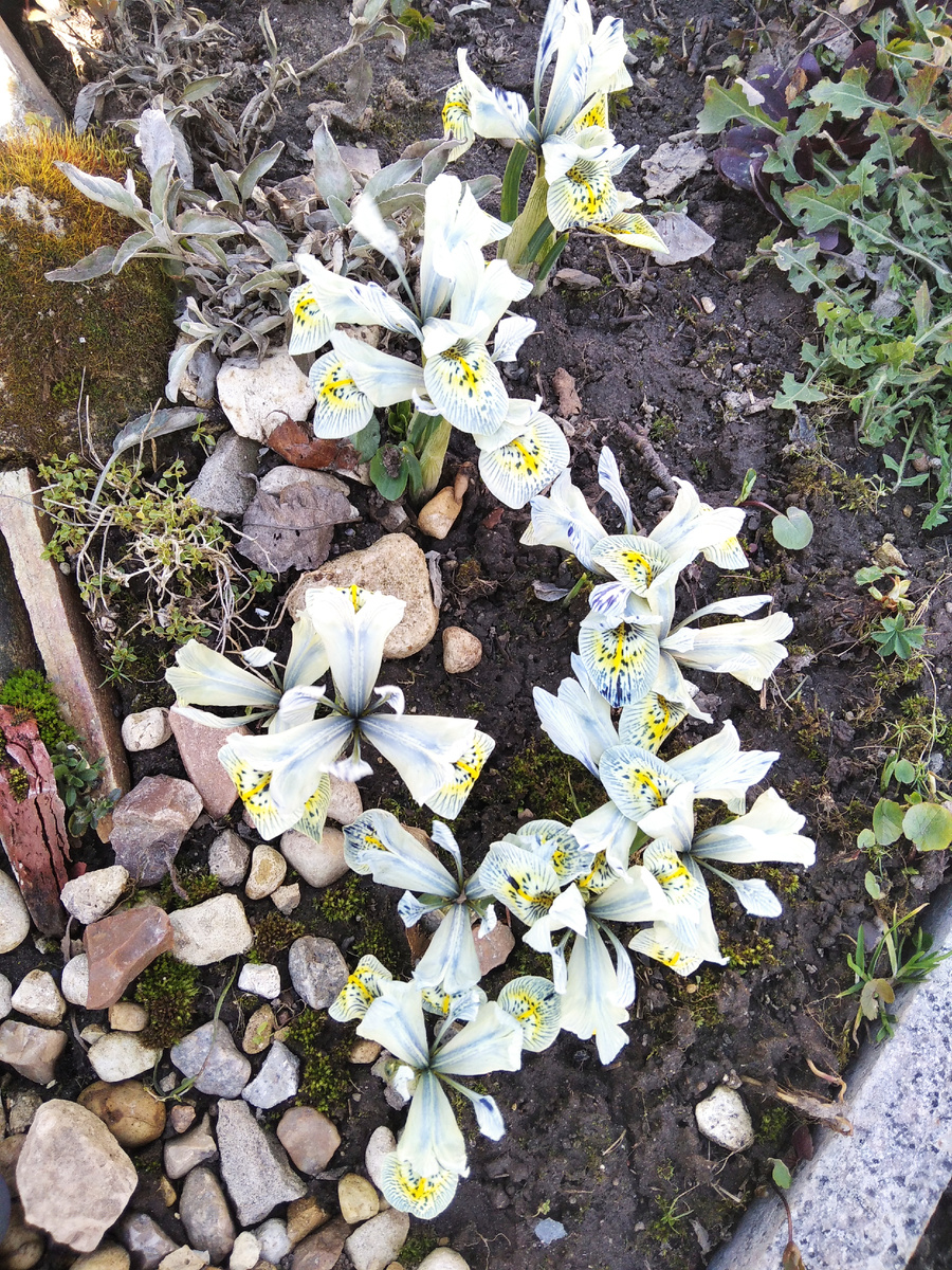 Апрель, два фото