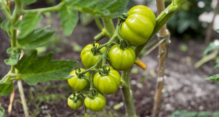    Эти томаты переживают любую погоду и садоводы называют их «неубиваемыми»: 5 кустов - три ведра "мяса"