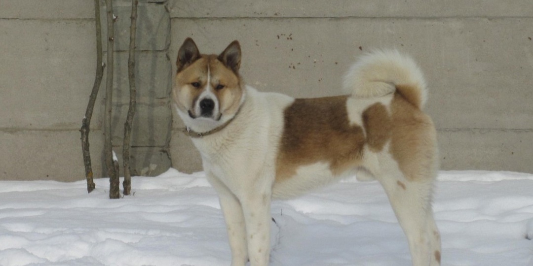 Орловчан просят о помощи в поиске собаки