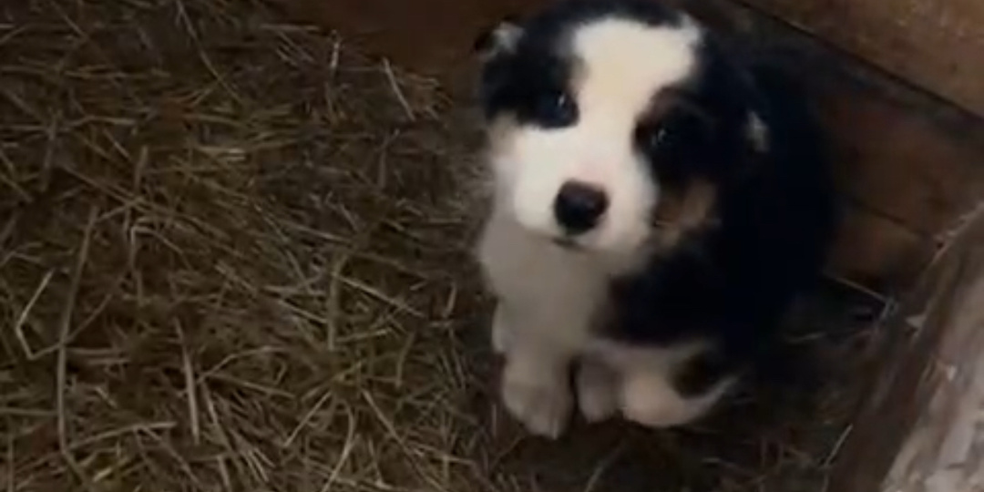 Дни этого малыша сочтены, если мы сейчас ничего не сделаем 😰