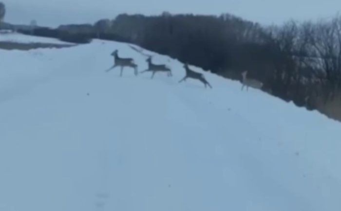 Кадр видео минприроды НСО.