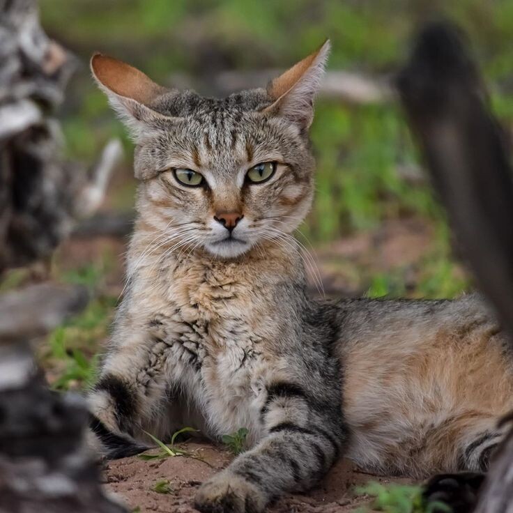 из открытого источника