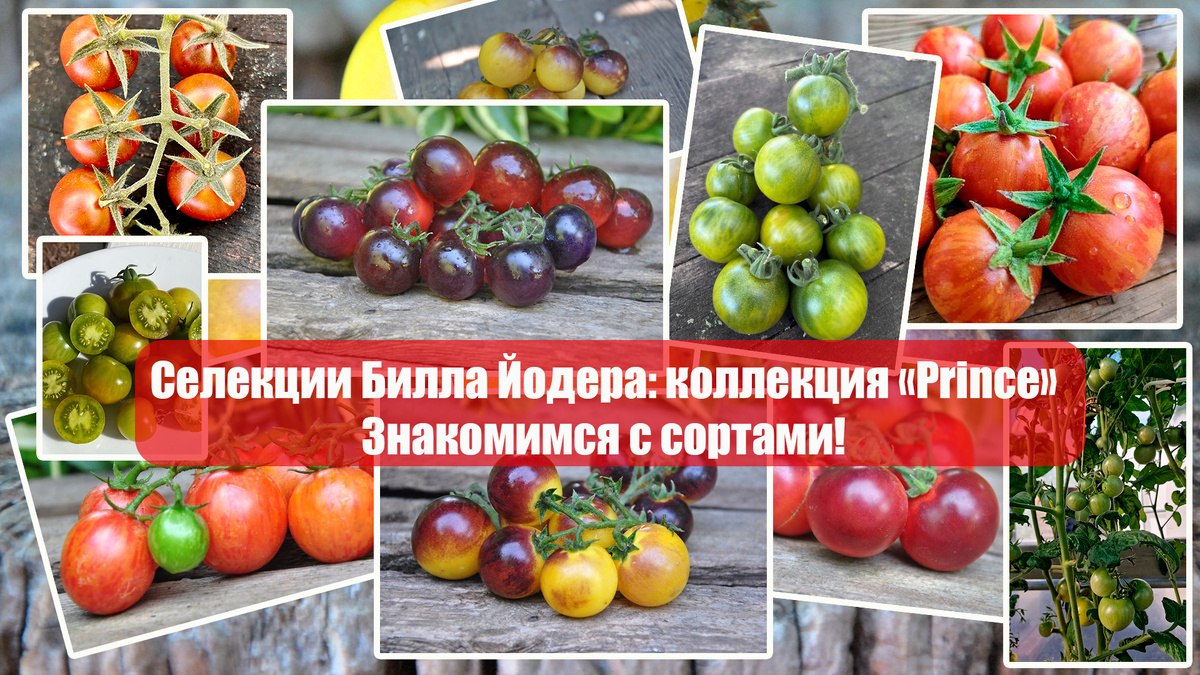 Сорта томатов селекции Билла Йодера: коллекция «Prince»