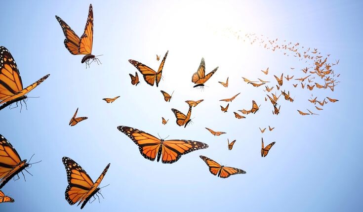 Я решила пощадить ваши нервы и вместо цикады прикладываю картинку бабочек, траектория полёта у них похожа, но смотерть на бабочек приятнее, чем на мух))