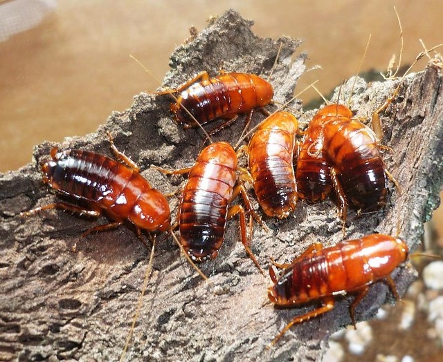 Думаете, знаете о тараканах всё? Посмотрите в эти глаза — это не вредитель, а удивительное создание природы.