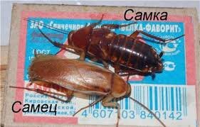 Знакомьтесь: он — изящный "блондин" с крыльями, она — брутальная "брюнетка". Туркменские тараканы во всей красе.