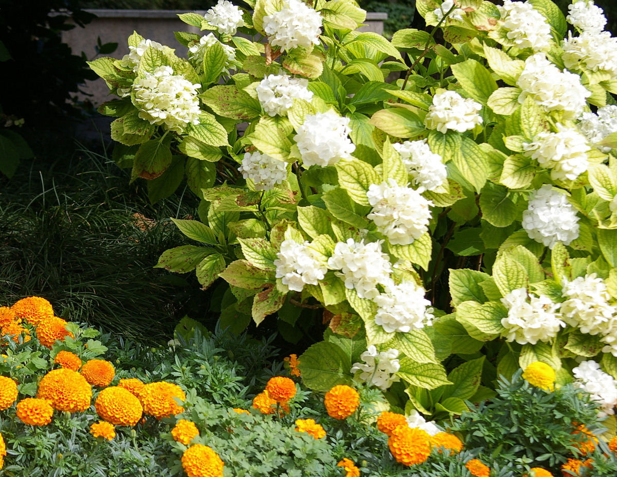    Листья этой гортензии сигнализируют: с растением не все в порядке! Фото автора