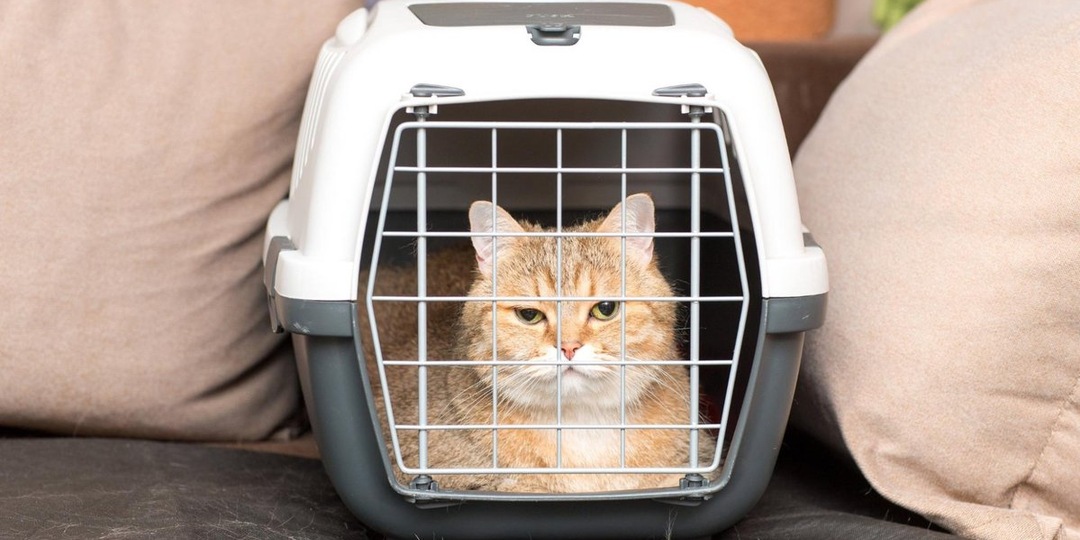 «Аэрофлот» сделал бессрочной акцию по бесплатной перевозке животных из приютов