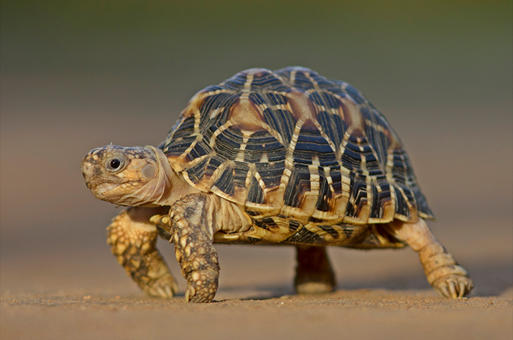 Панцирь этой черепахи — настоящее произведение искусства, созданное самой природой. Каждый узор уникален, как отпечаток пальца.