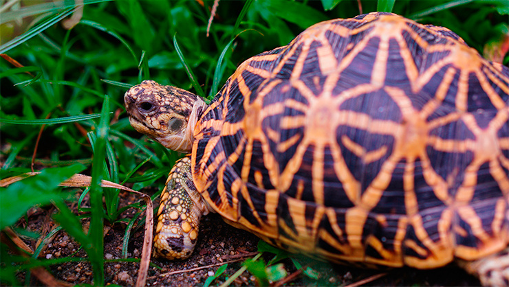 Спокойствие и неторопливость — главные черты характера звездчатой черепахи. Это питомец для тех, кто ценит созерцание.