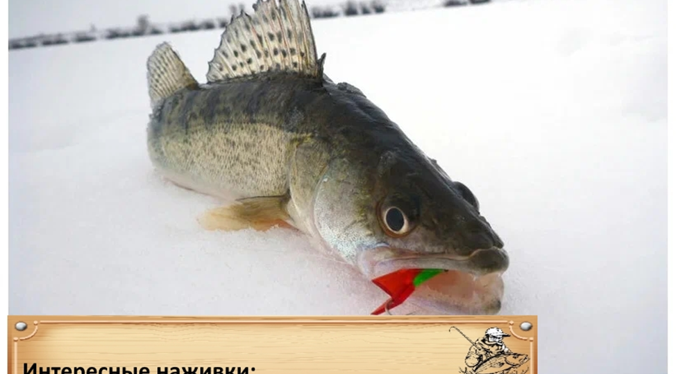 Интересные наживки: необычные насадки для судака в прудах зимой