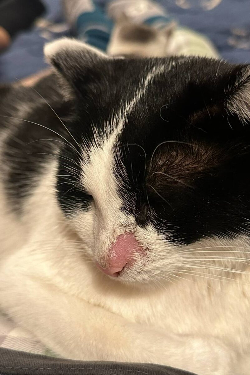 Чернуша с лишаем