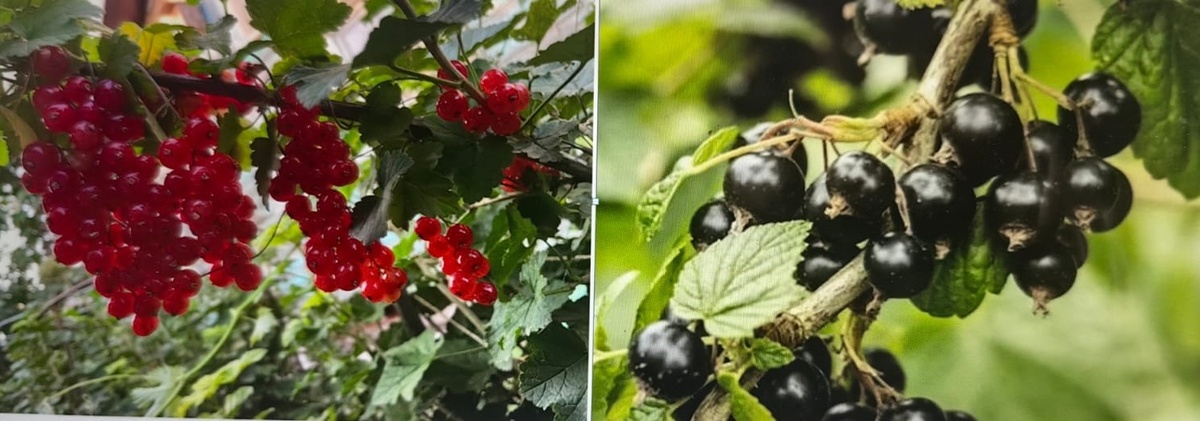 Красная и черная смородина. Фото Натальи Мироновой