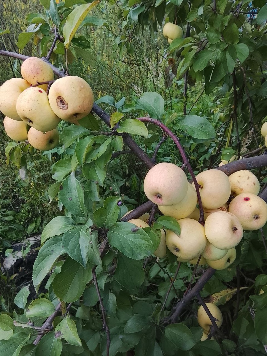 Яблоня Чудное