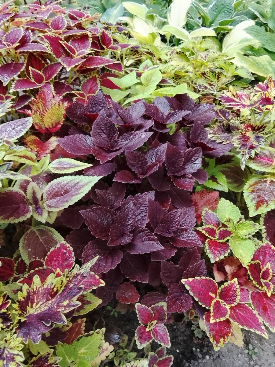 Колеус. Фото автора