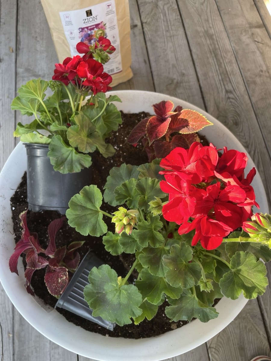 Пересадка пеларгонии