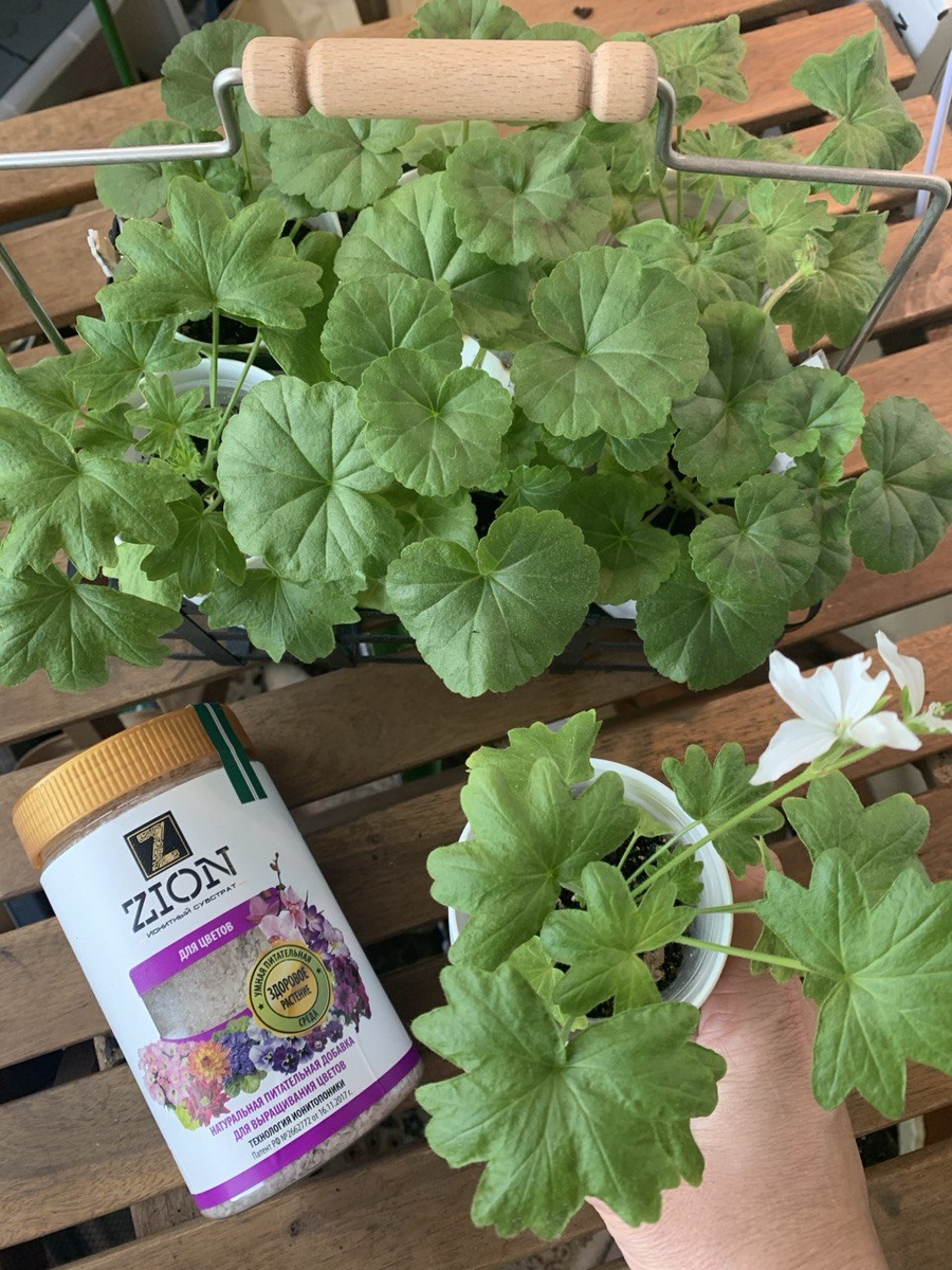 Чем подкормить пеларгонию