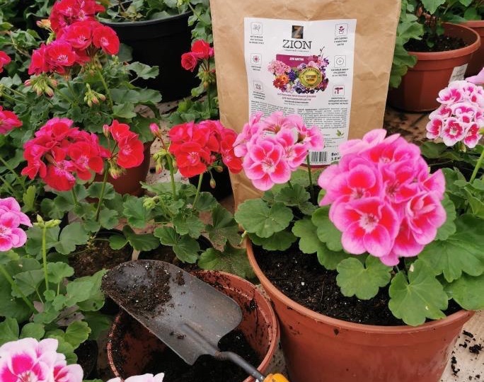 Как вырастить пеларгонию из семян в домашних условиях: полный гайд от посева до цветения за 3 месяца.