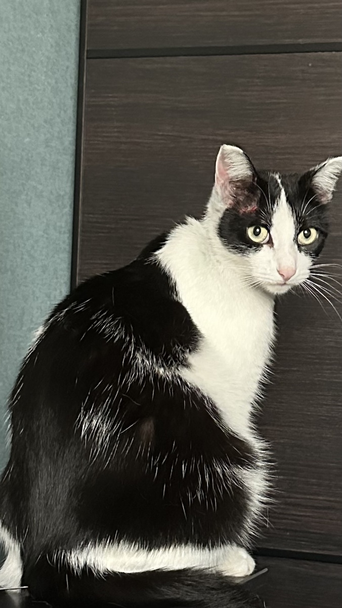 Чернуша еще чешется