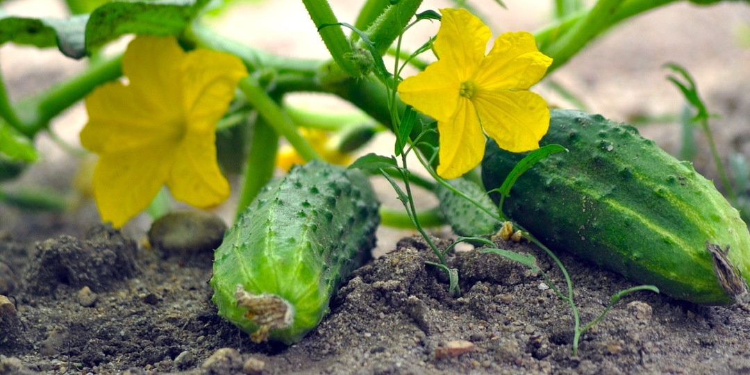 4 гибрида огурца, которые не подведут в 2026, они не болеют и плодоносят до заморозков
