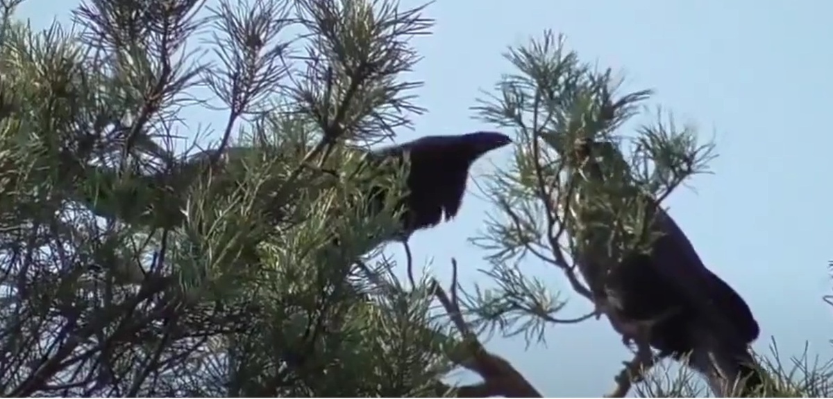 ВОРОНы весной