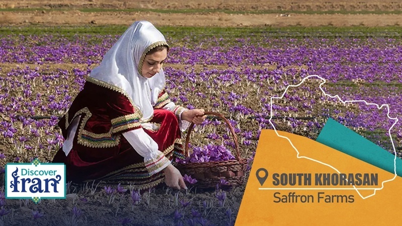 Кайенат в Южном Хорасане – родина лучшего в мире шафрана
