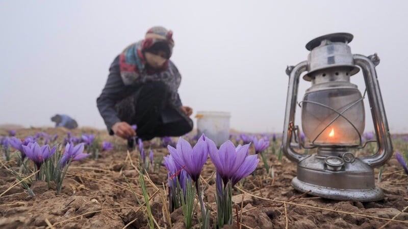 Женщина собирает шафран на поле в Каенате, Южный Хорасан