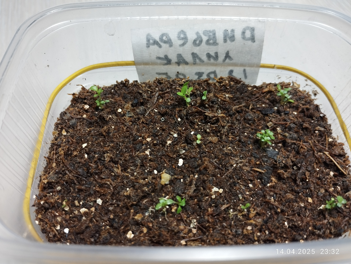 Всходы сорта Ривьера лилак