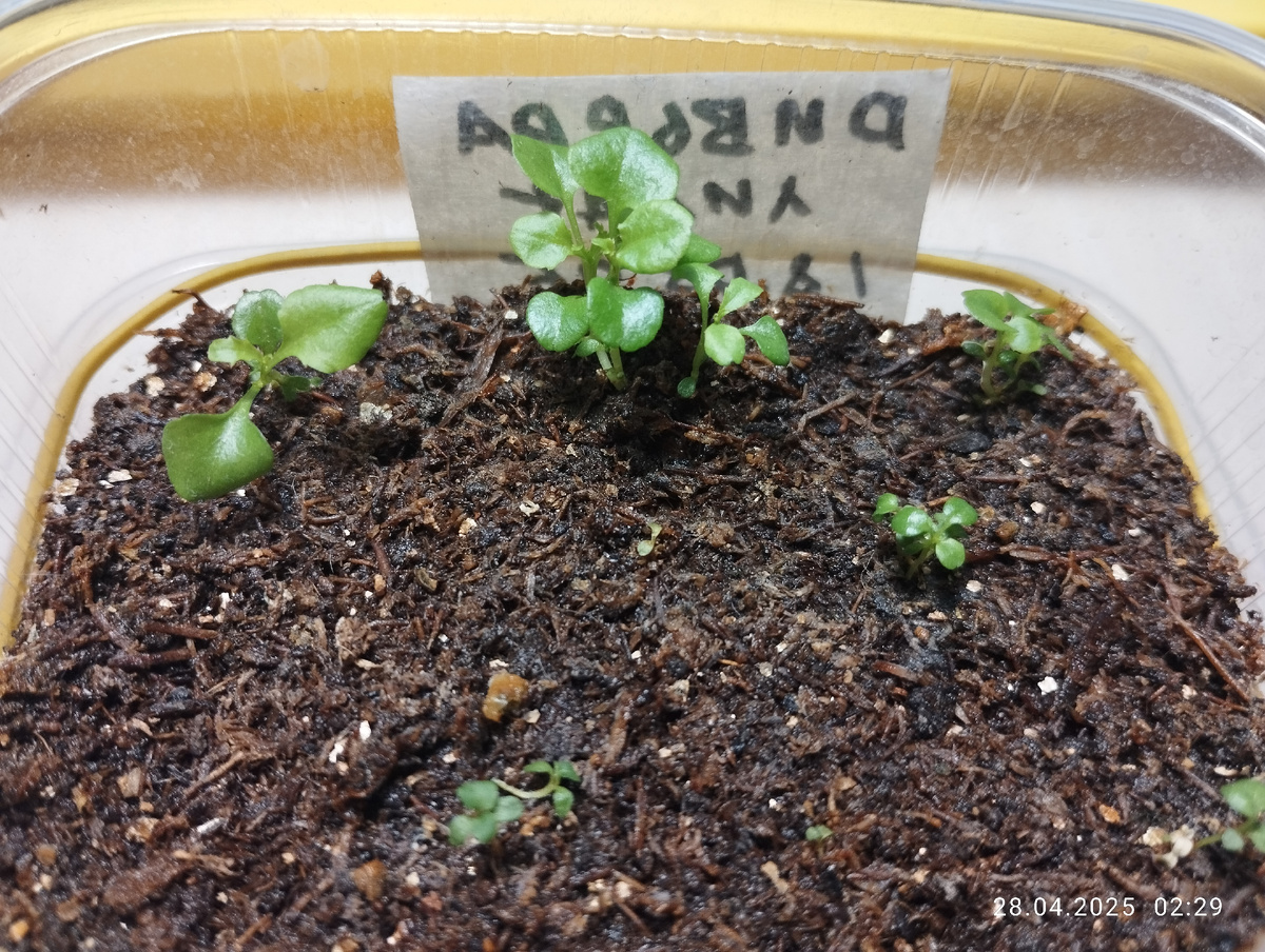 Всходы сорта Ривьера лилак