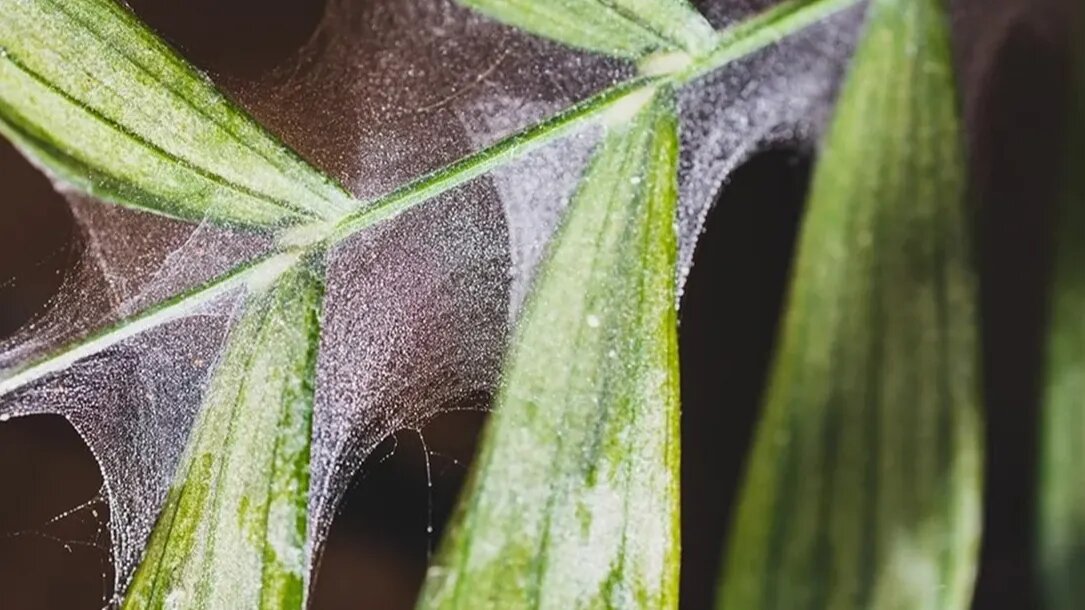 Так выглядели мои растения после двух недель борьбы народными средствами