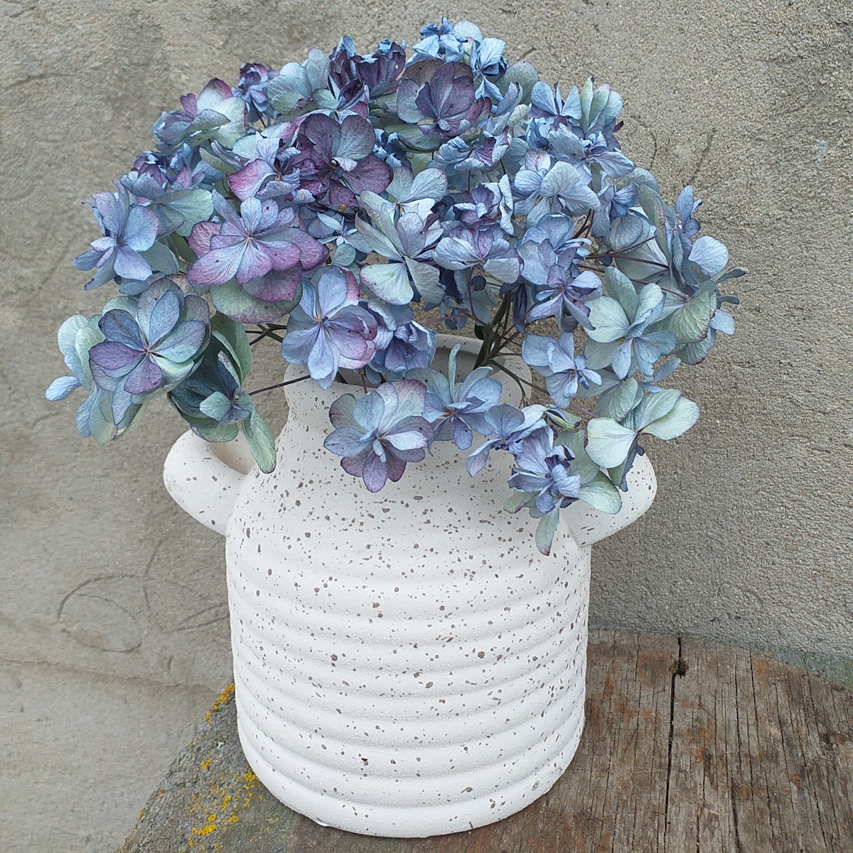 фото автора, крупнолистная гортензия Ю энд Ми ТУГЕЗЕ