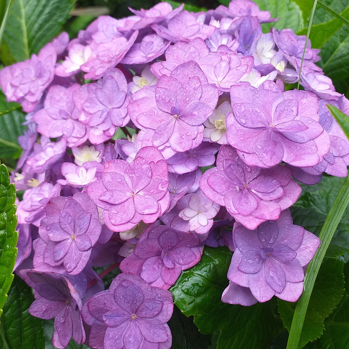 фото автора, крупнолистная гортензия Ю энд Ми ТУГЕЗЕ