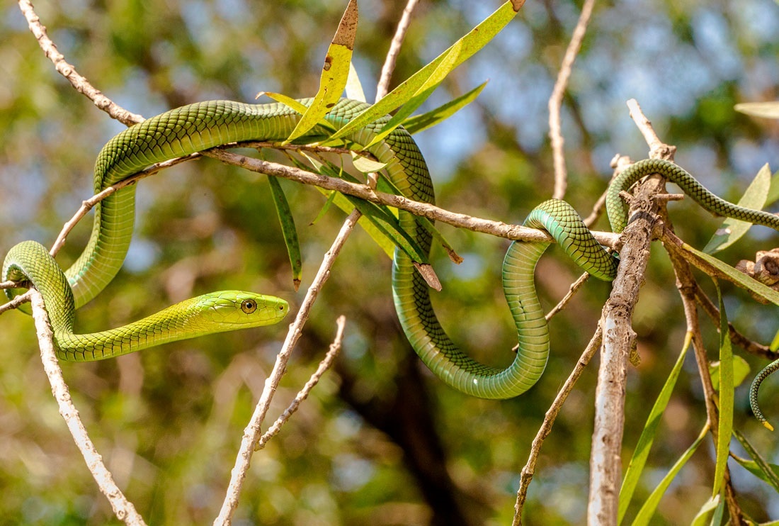 Идеальная маскировка: в родных джунглях зеленую мамбу почти невозможно заметить. Она — сама природа.